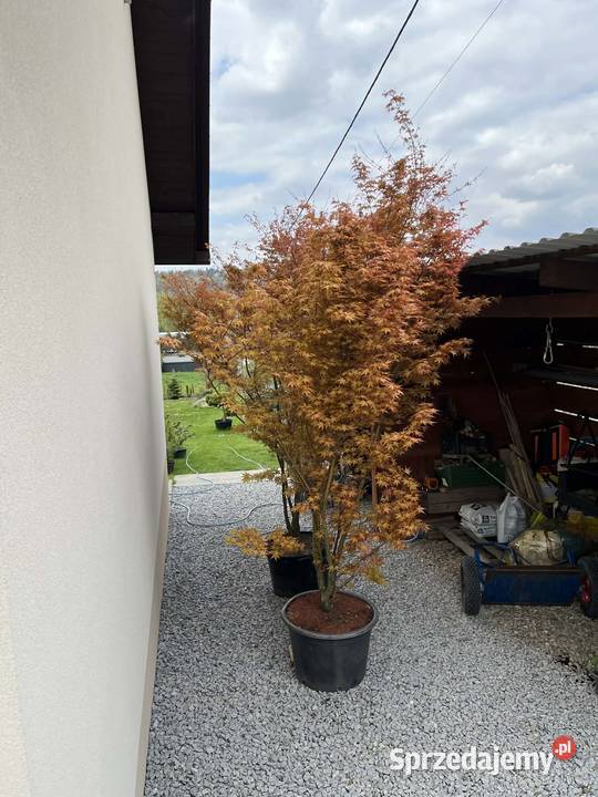 klon palmowy 300 Biertowice sprzedam