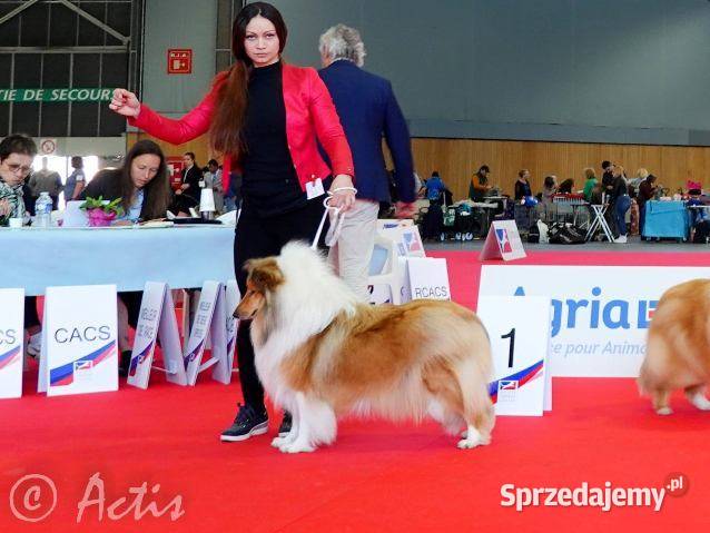 COLLIE Owczarki Szkockie szczeniaki Multi Ch Janów