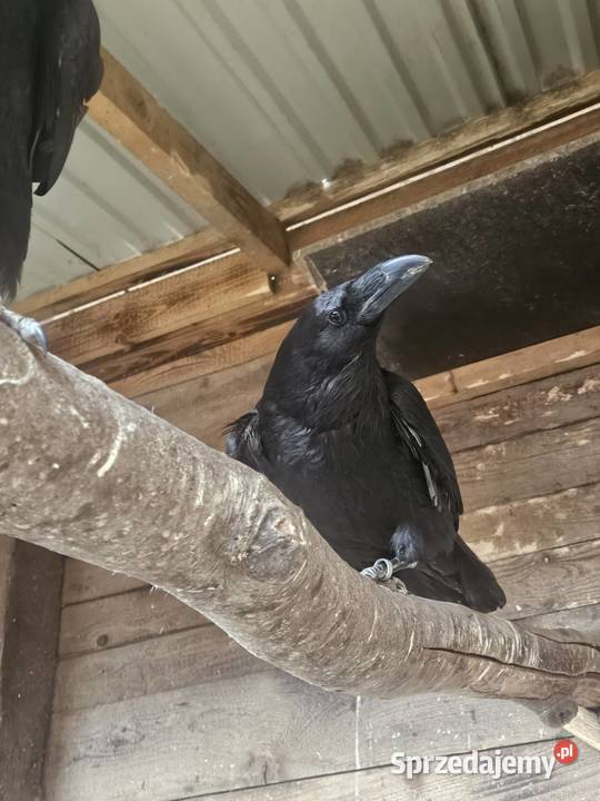 Młode Kruki Kraków sprzedam