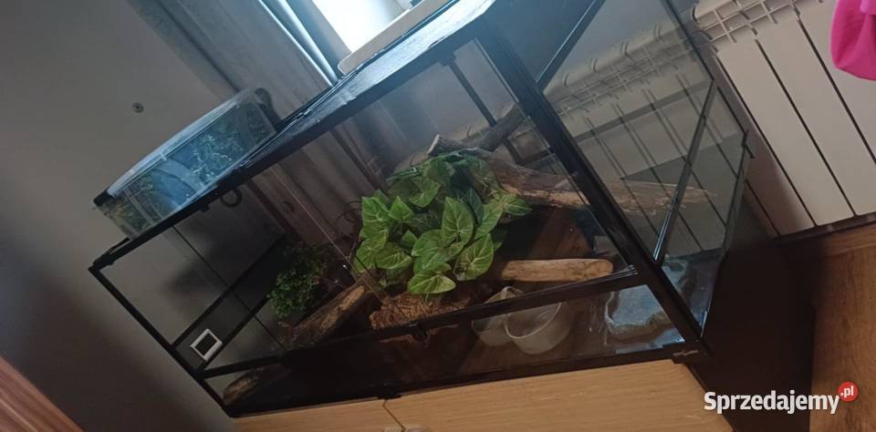 Terrarium Repti Zoo Szklane Super Stan 1606060 Radomyśl nad Sanem