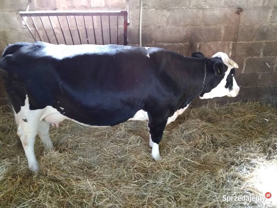 Sprzedam Krowę Mleczną Biłgoraj