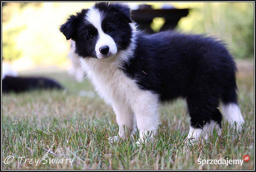szczeniaki Border Collie psy suczki rodowód ZKwP Poznań