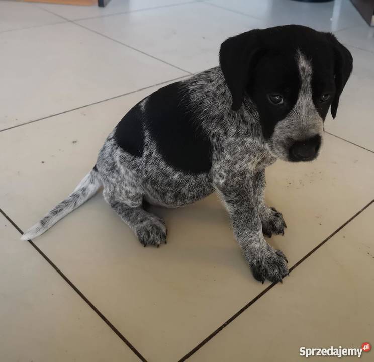 Oddam w ręce psy myśliwskie Gryfino