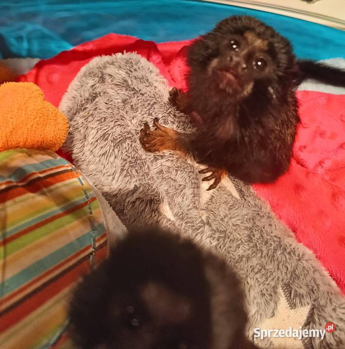 Małpa małpka Tamara złotoręka pomorskie Pruszcz Gdański