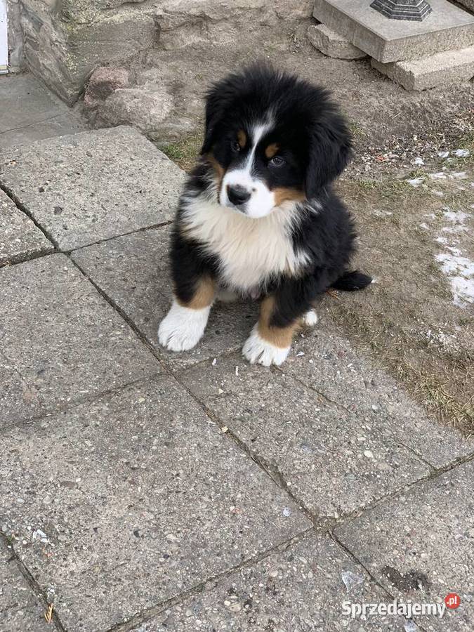 Berneński pies pasterski 25 miesiąca piesek podlaskie Kotowo-Plac