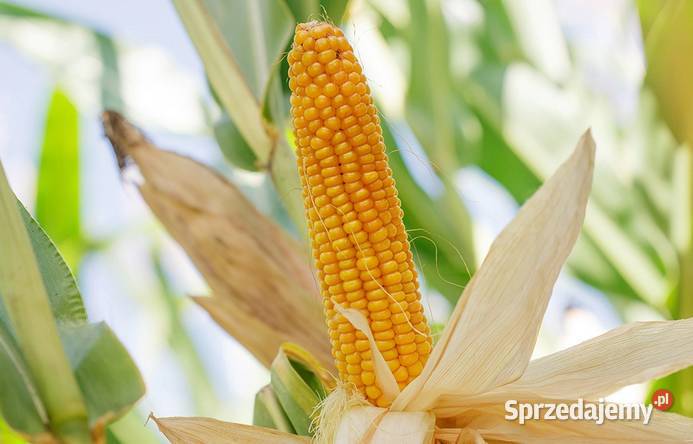 Nasiona kukurydzy SY Invictus FAO 230 Męcina sprzedam