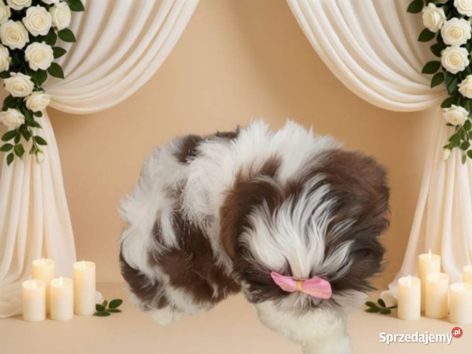 Biało czekoladowa śliczna suczka rasy ShihTzu Namysłów