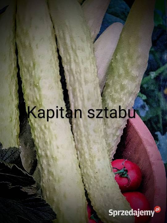 Nasiona warzyw Pomidor Ogórek odporne na zaraze sprzedam