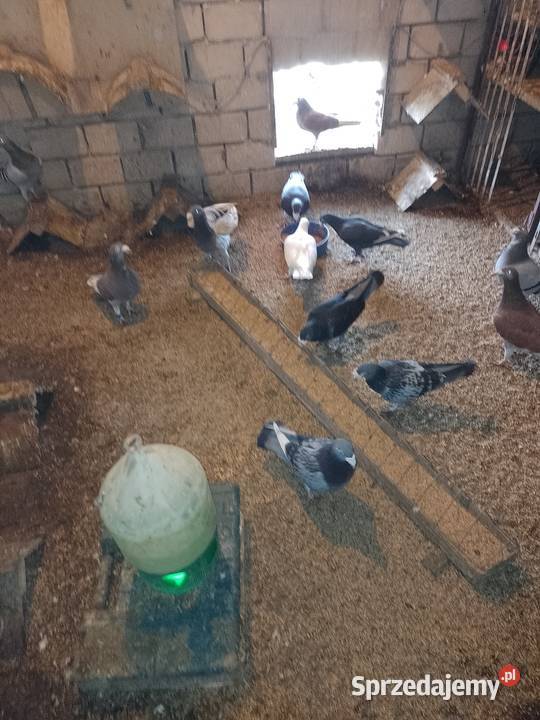 Gołębie staropolskie śląskie Dąbrowa Górnicza