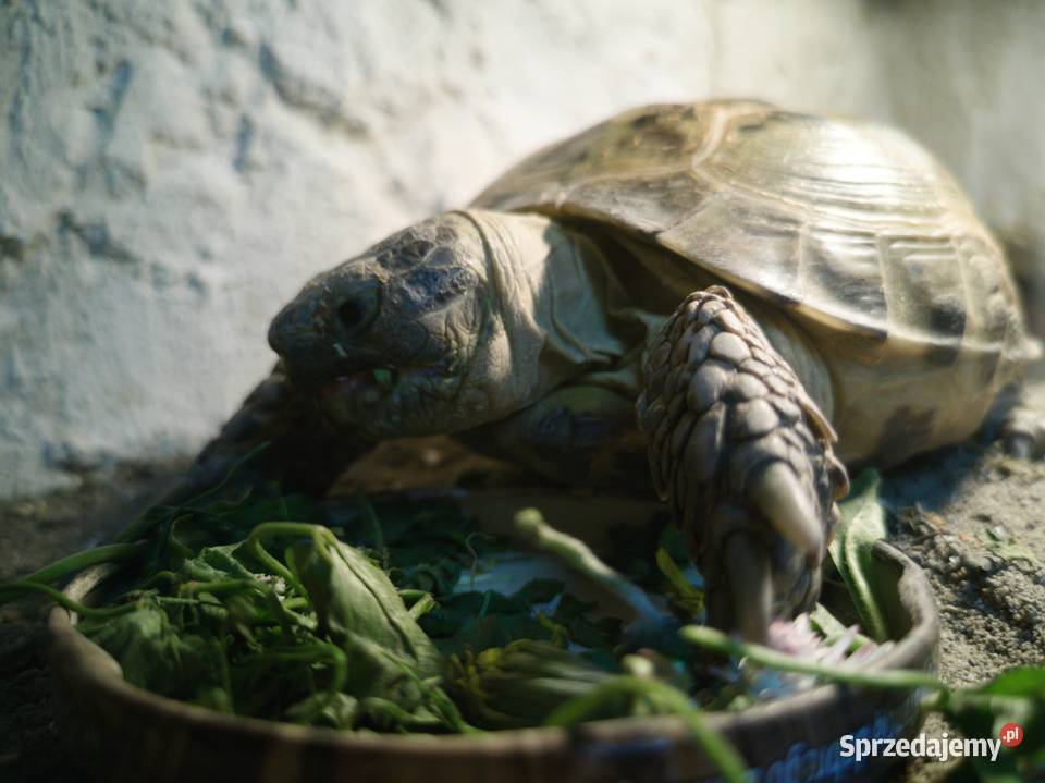 Żółw stepowy z terrarium Częstochowa sprzedam