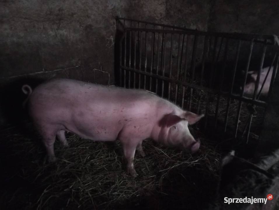 Loszka pod zaproszenie Golub-Dobrzyń sprzedam