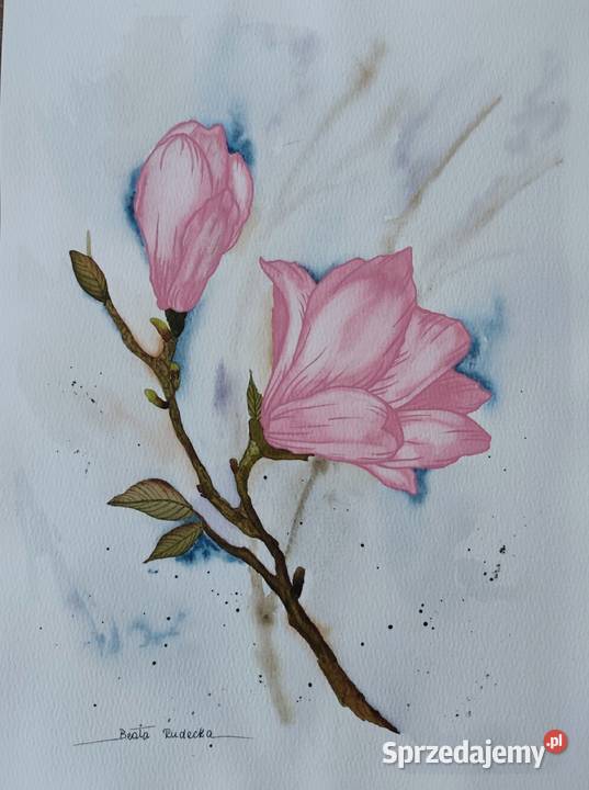Akwarela Akwarelka Obraz pt Magnolia 225 x 30 Katowice