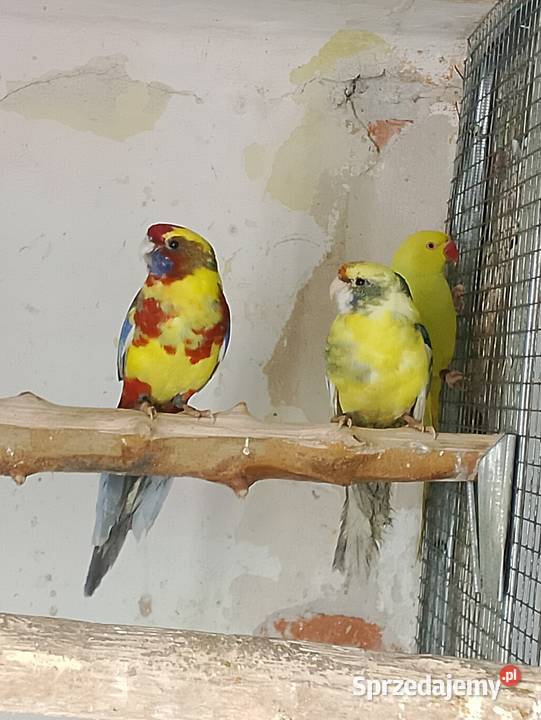 Rozelle szeki Ptaki Strzeleczki