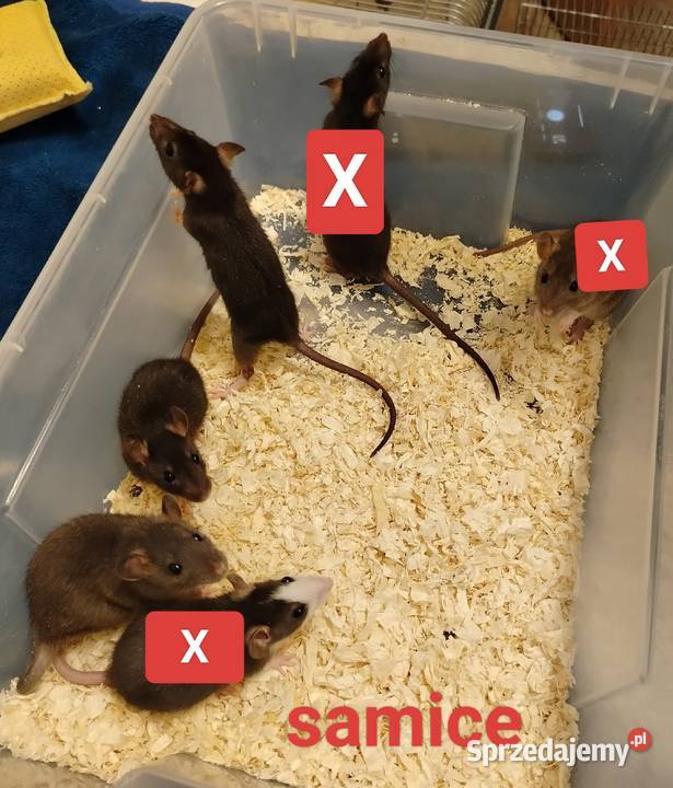 Szczur Szczury Szczurki Młode