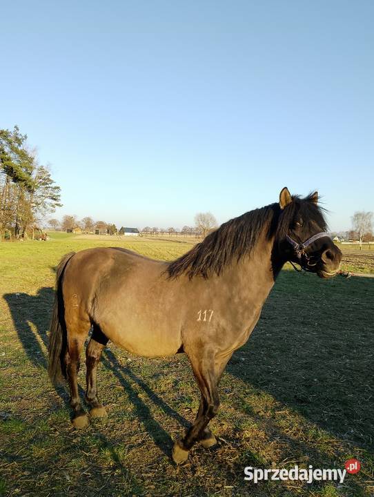 Ogier konik polski z licencją