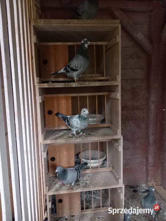 Gołębie pocztowe Jodłowa