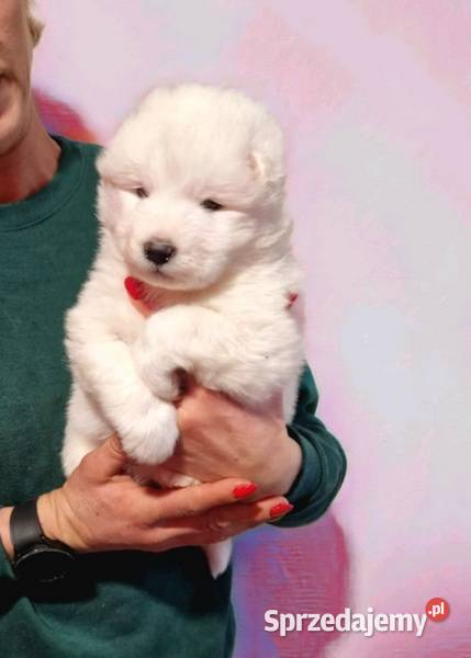 Rasowe szczeniaczki Samoyed Hodowla Pola Iława