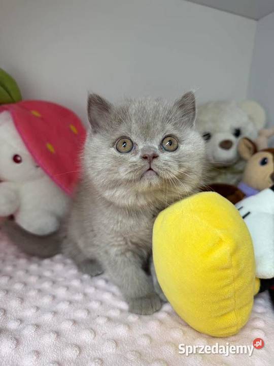 Piękny liliowy kocurek z legalnej hodowli Perła śląskie Dąbrowa Górnicza sprzedam