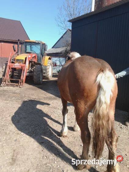 Źrebica zimnokrwista Modliborzyce sprzedam