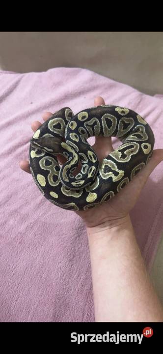 Pyton królewski Gady i płazy Maków Mazowiecki