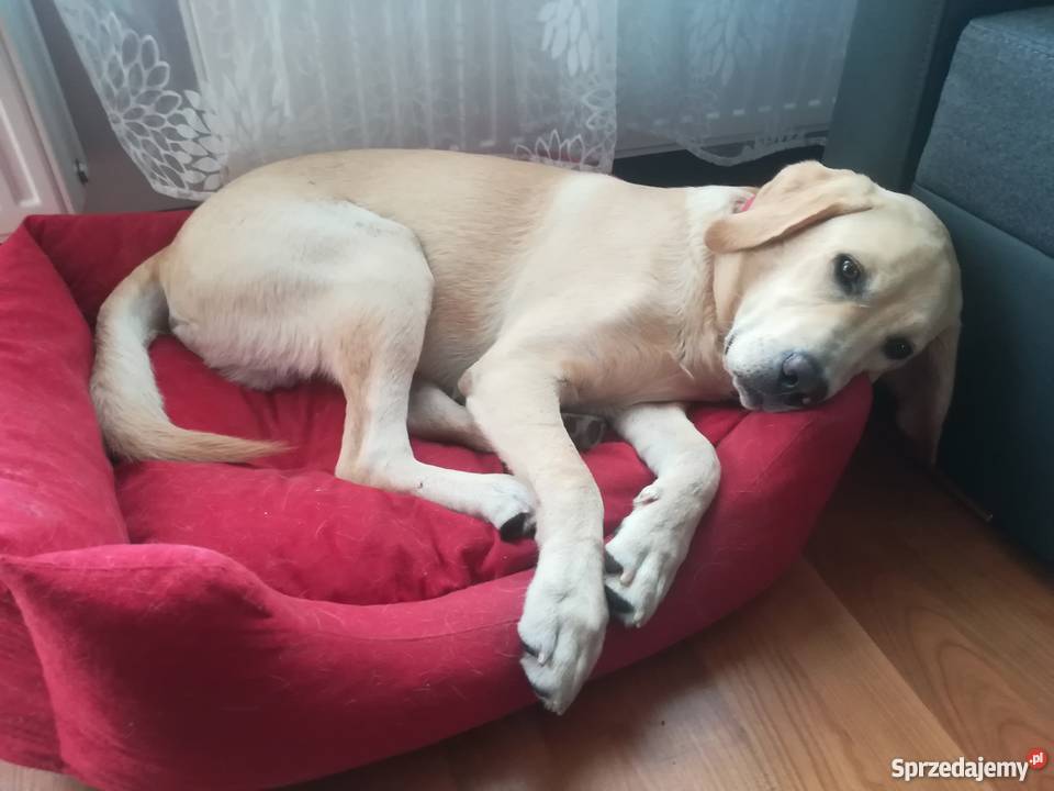 Sprzedam Labladora