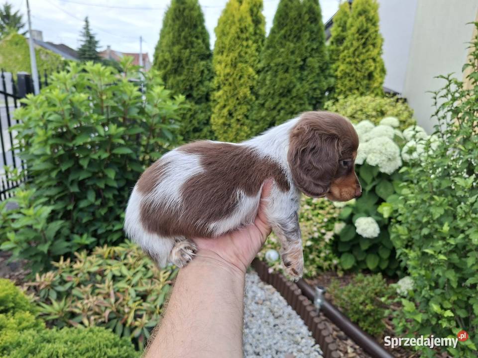 Jamnik długowłosy Piebald Brindle Choco Żychlin