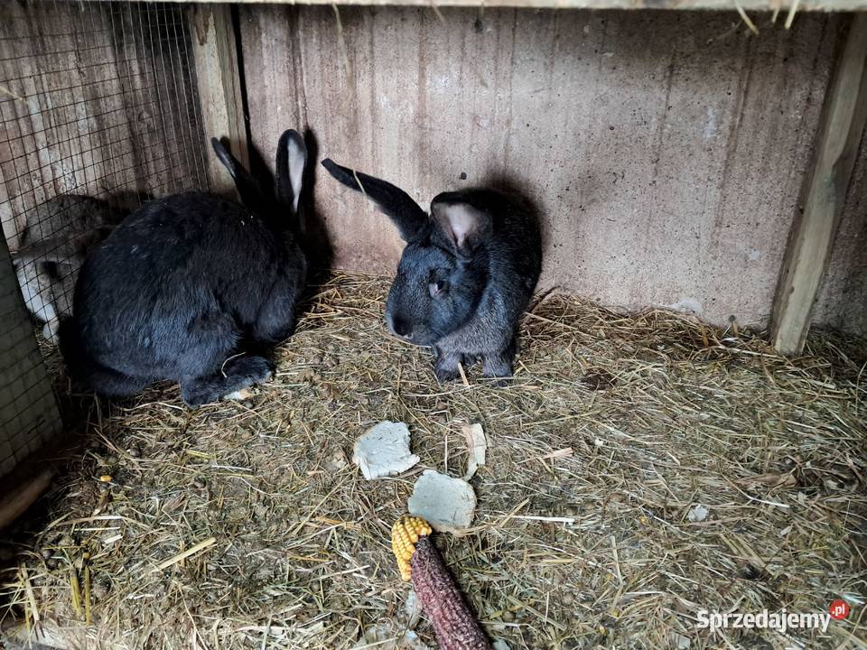 Króliki na chów sprzedam