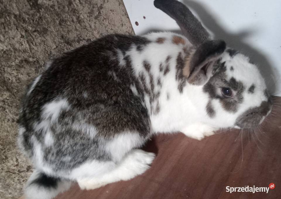 Sprzedam Samca srokacz Zajączki Pierwsze sprzedam