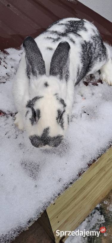 Króliki Stoki Małe