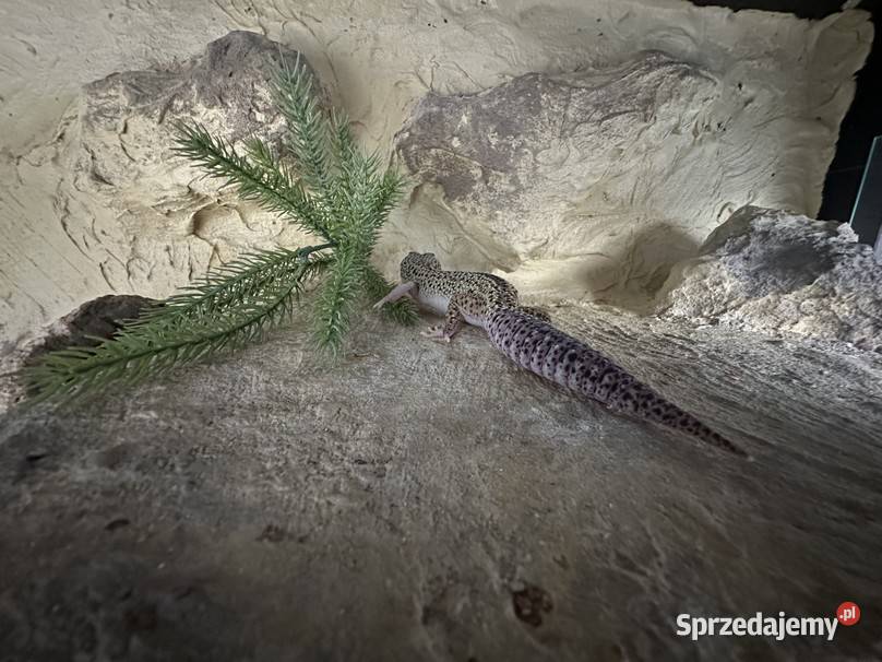 Sprzedam gekona lamparciego z terrarium Myszków