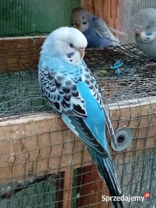 Sprzedam faliste mazowieckie Jasienica