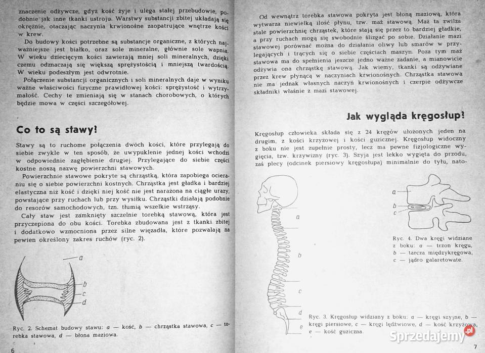 O reumatyzmie Maria SadowskaWróblewska lubelskie Chełm sprzedam