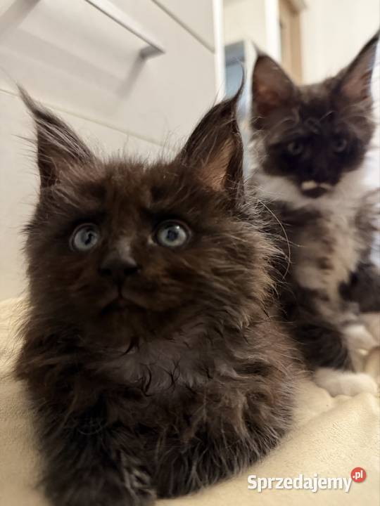Maine coon kocięta Zwierzęta