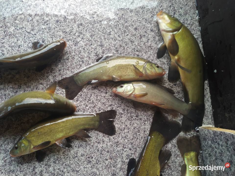 KARAŚ KOLOR KARP KOI AMUR TOŁPYGA LIN RYBY DO Łódź sprzedam