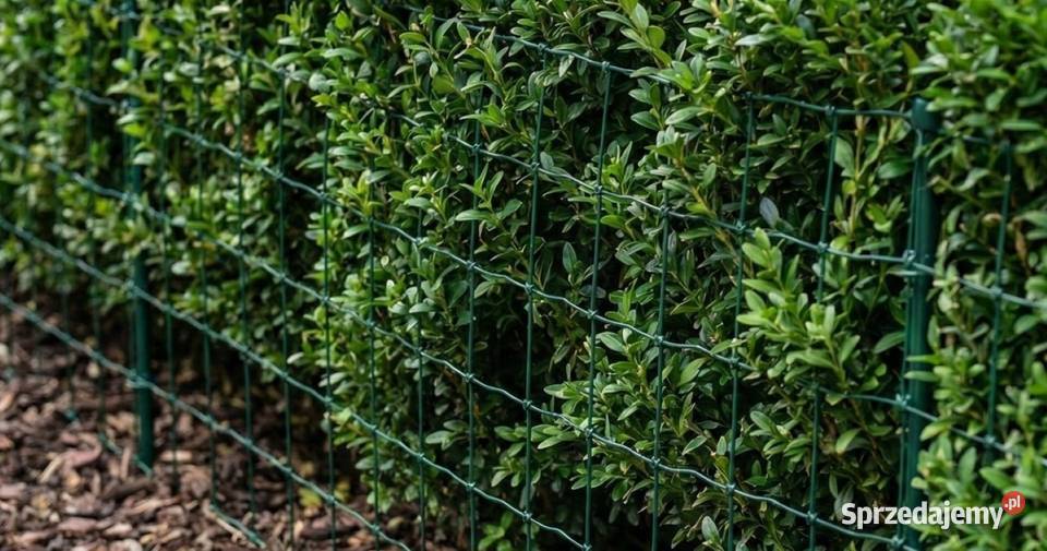 Siatka leśna powlekana OC PCV ogrodzeniowa Poznań