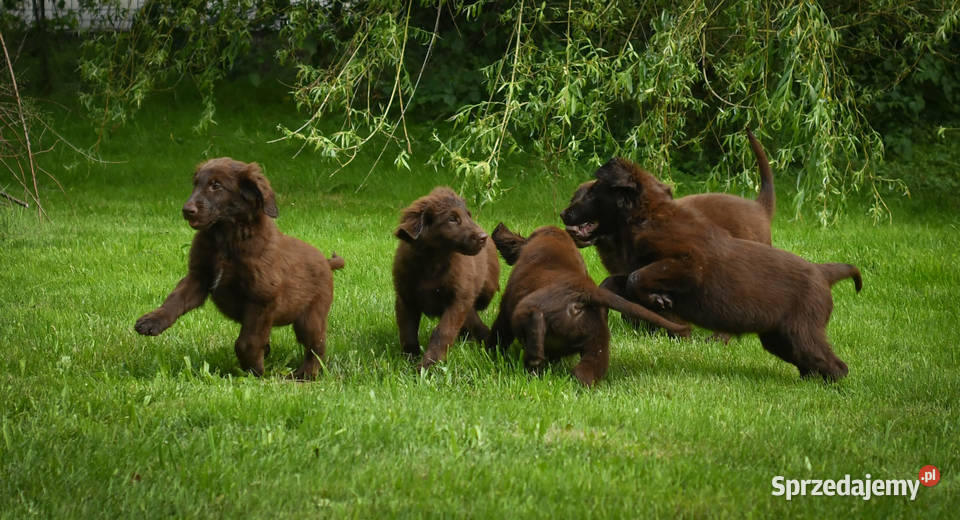 FlatCoated Retriever czekoladowe suczki ZKwP FCI małopolskie