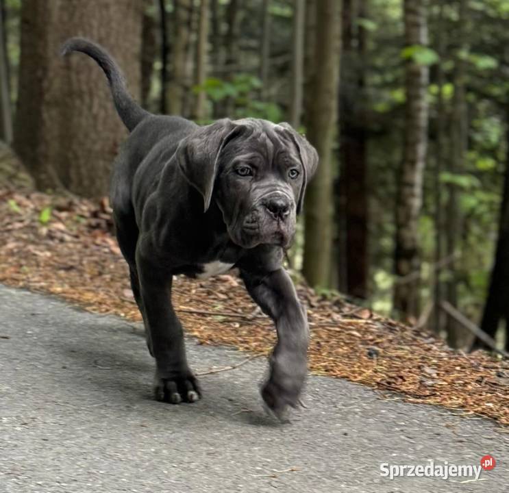 Szara wyjątkowa suczka Cane Corso ZKwPFCI małopolskie Zakopane sprzedam