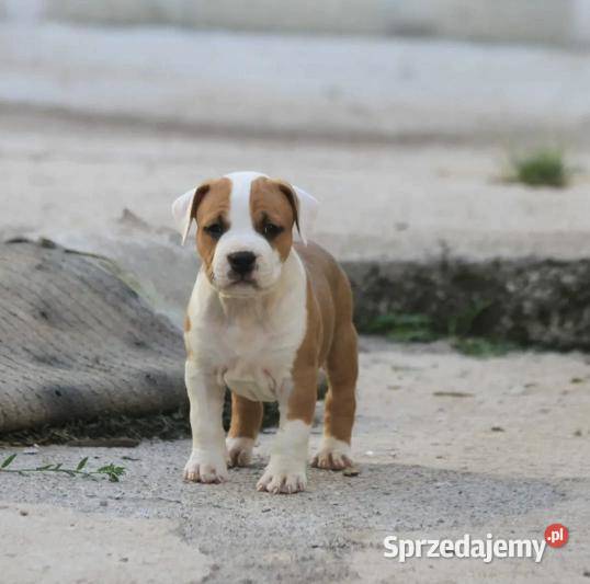 American Staffordshire Terrier szczenięta Wapienne