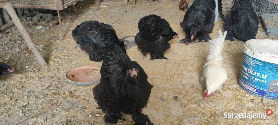 Kury kochiny olbrzymi czarne Ptaki Tokarówka
