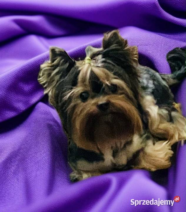 York suczka Cleo z Bajki cudna Namysłów