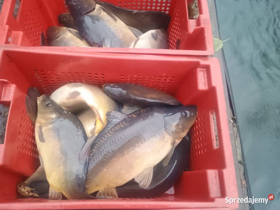 Karp handlowy karpie hurt detal opolskie Chróścice sprzedam
