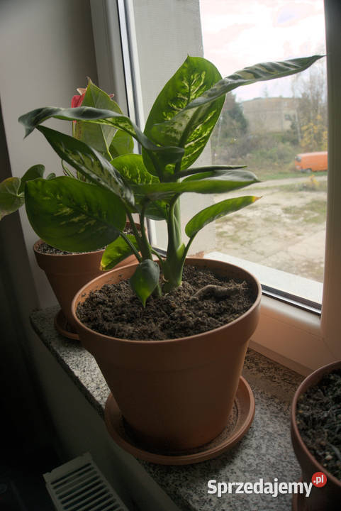 Kwiatek Roślina Difenbachia 28