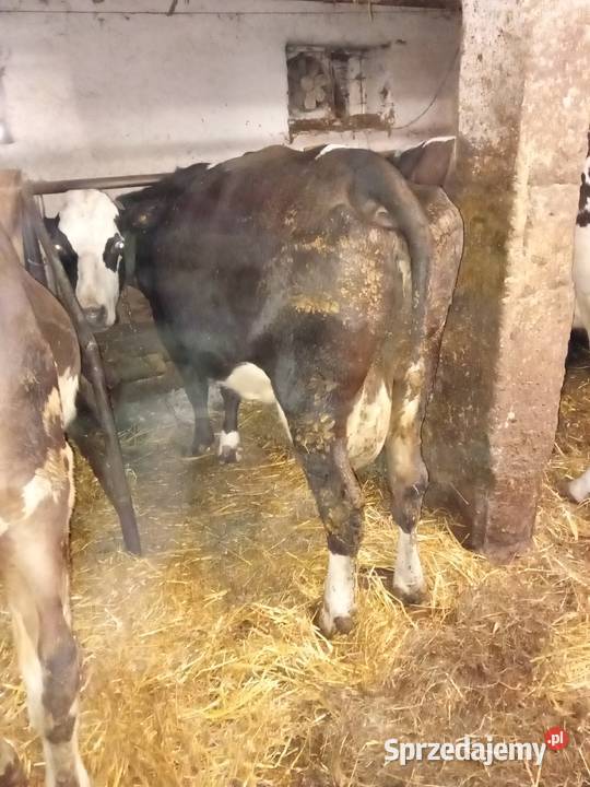 Krowy mleczne trzy sztuki Gowidlino