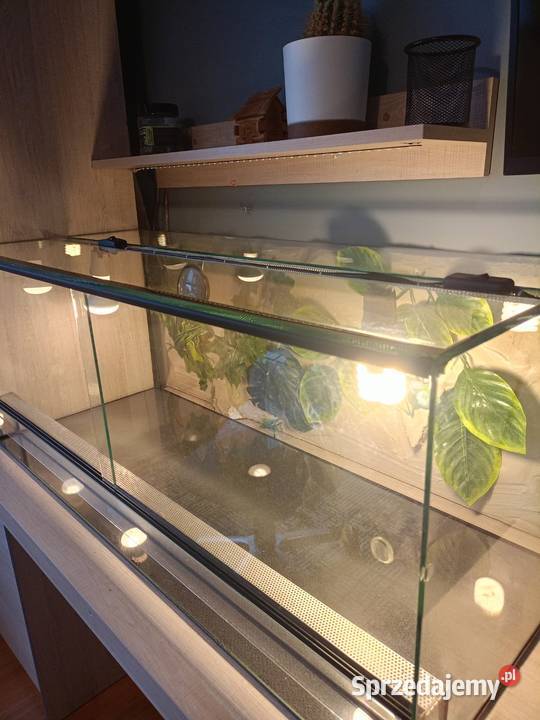 ŻÓŁW GRECKI TESTUDO HERMANNI Lyski