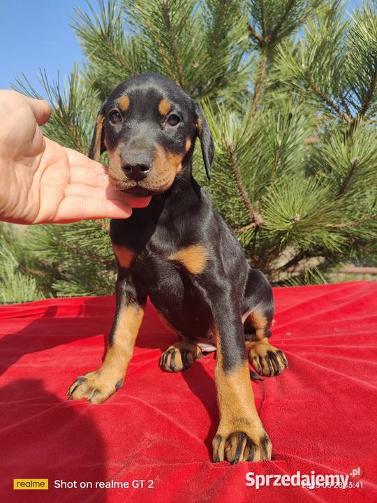 Doberman piękne szczenieta lubelskie Zakrzów sprzedam