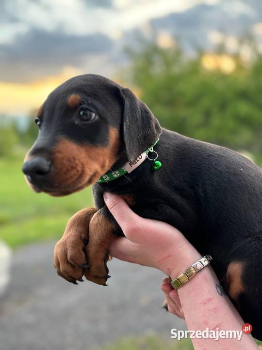 Doberman szczeniak z rodowodem lubelskie Biłgoraj