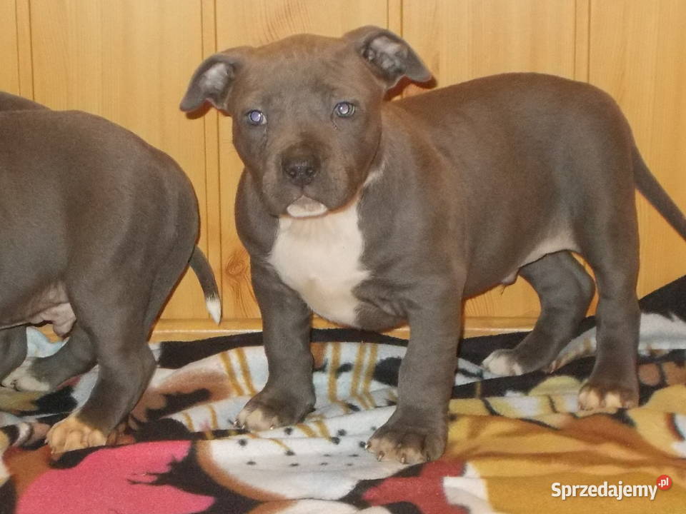 Mocne Amstaffy Błękitne mazowieckie sprzedam