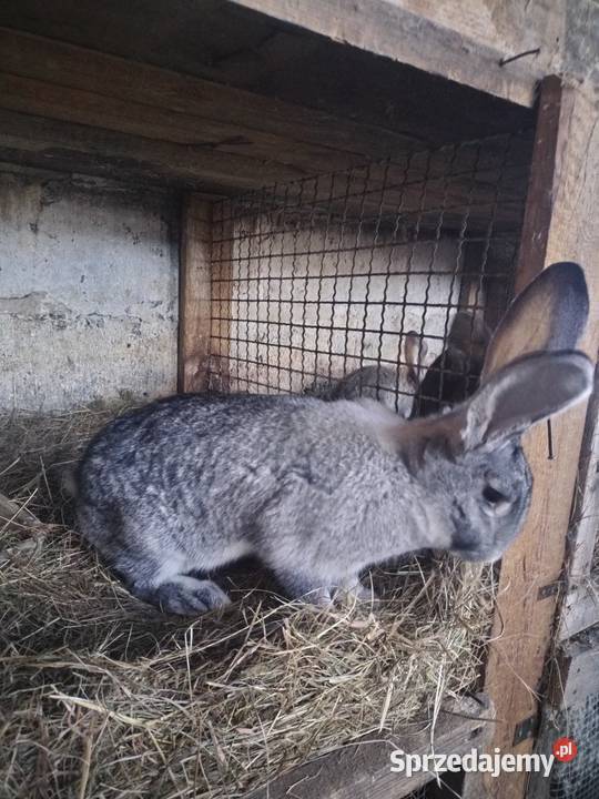 Samice Belg Olbrzym Pacanów