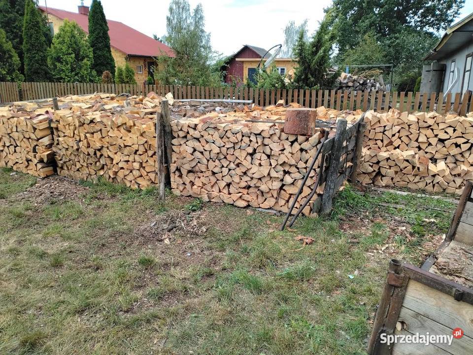 Sosna opałowa