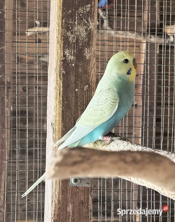 Młode faliste i Nimfy 2025 Myślenice sprzedam